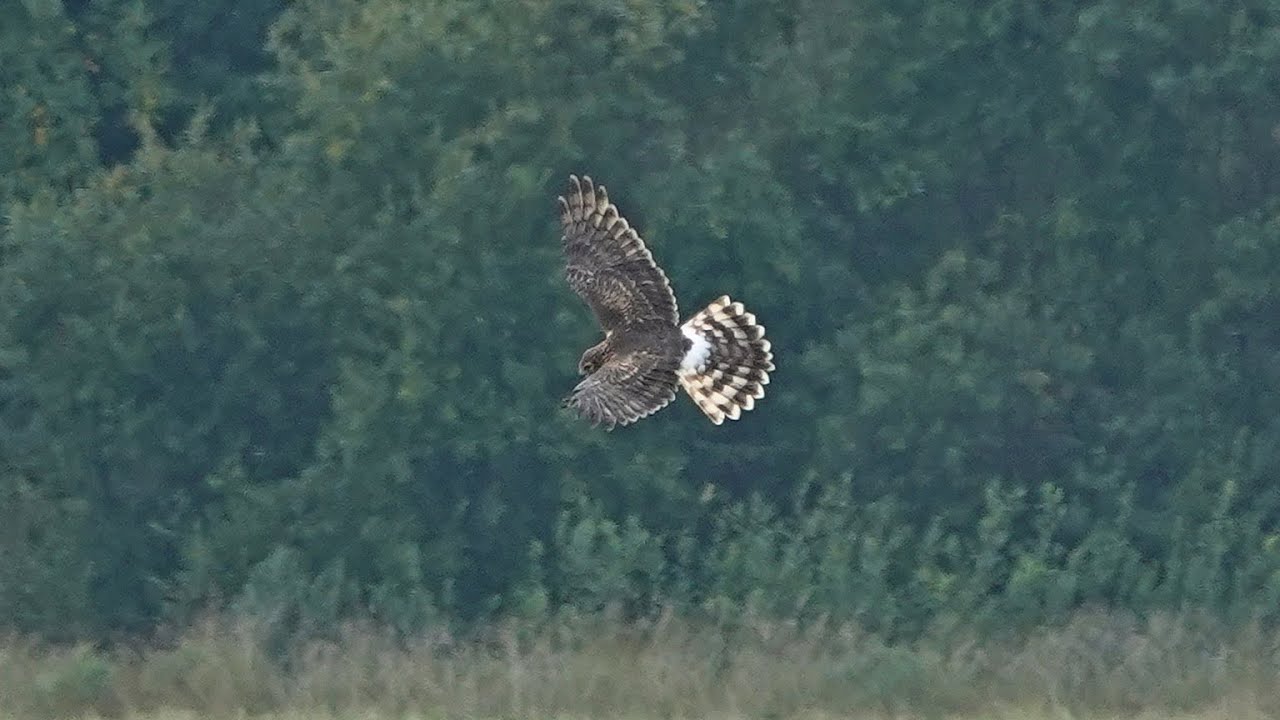 Sinisuohaukka 28.8.2024