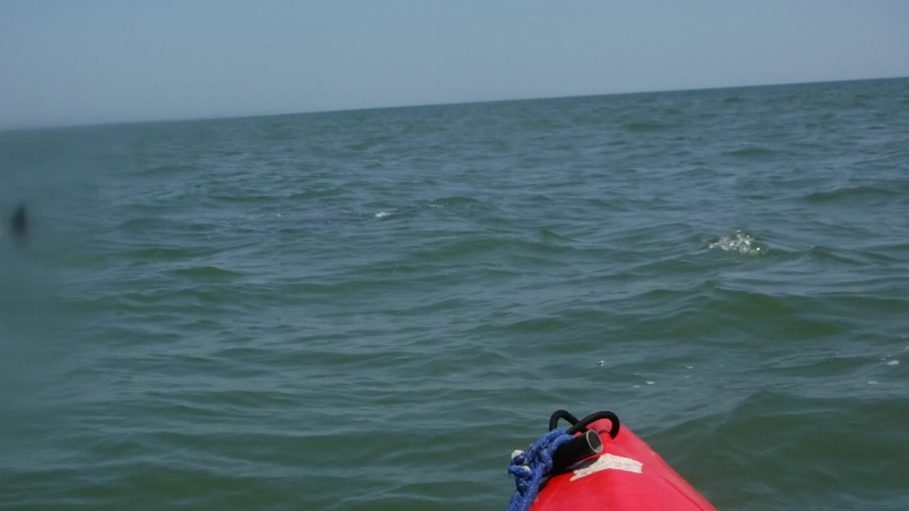 6 11 2017 DOLPHIN ADVENTURE SUN 1130 AM ++++10