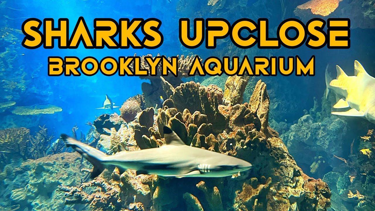 New York City Aquarium | Sharks!!! | Sea Animals