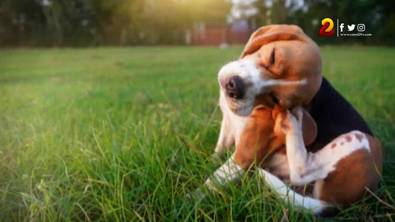¿Detectaste garrapatas en tu mascota? Esto debes saber