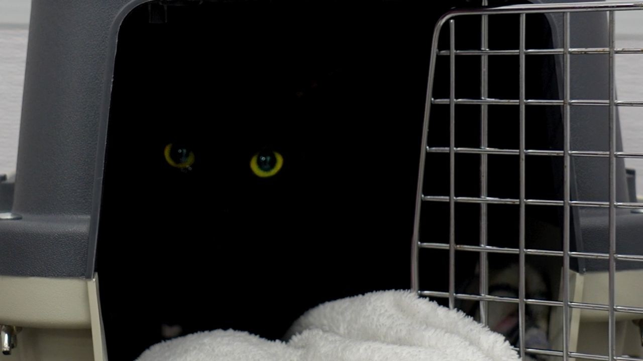 I Was Not Prepared For What Was Inside This Carrier...