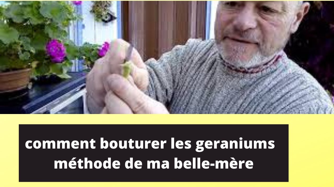 Comment et quand ? bouturer les geraniums