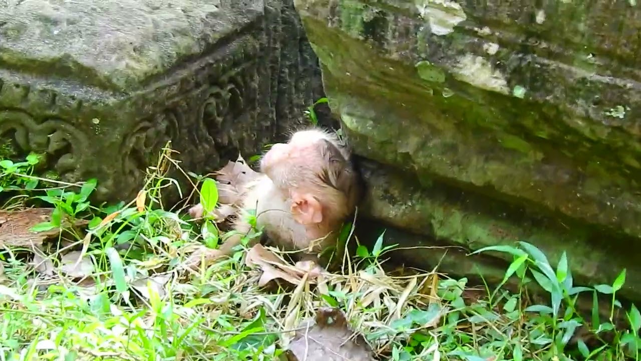 Aggressive Mother Monkey Heartbreaking Attack on Baby 6