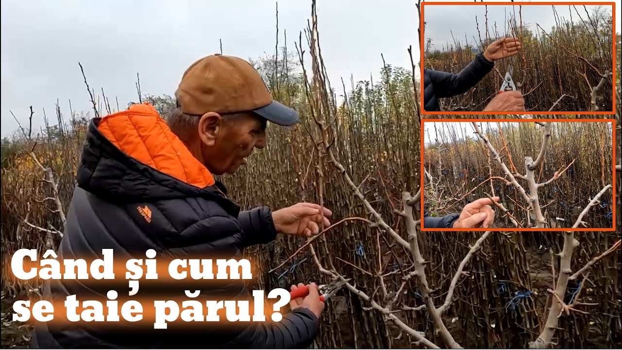 Cum și când se face tăierea la păr?