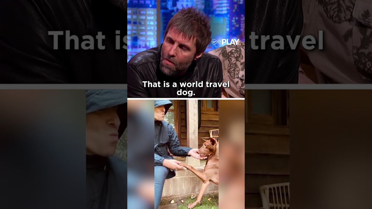 Лиам Галлахер о том, как он взял себе значки для собак-спасателей 🐾❤️