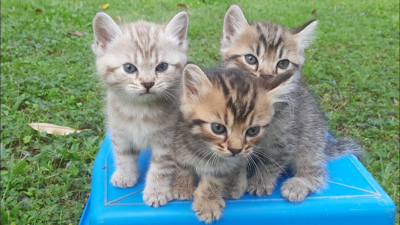 ANAKN KUCING MEONG MEONG DIPAGI YANG CERAH LORENG & OREN LARI LARI DIRUMPUT HIJAU