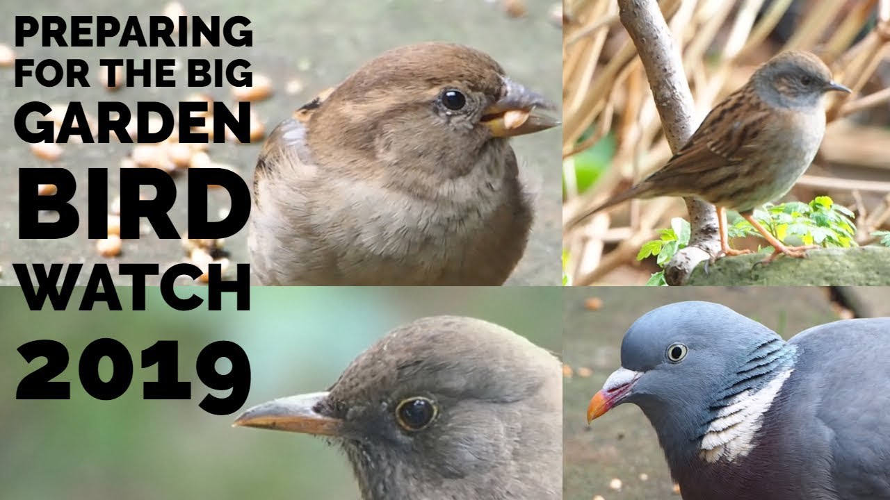 Birds! Preparing for the Big Garden Bird Watch 2019