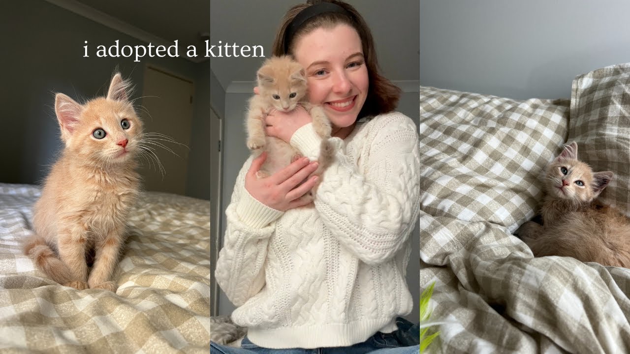 I ADOPTED A KITTEN (first week at home & introductions to my other cats)