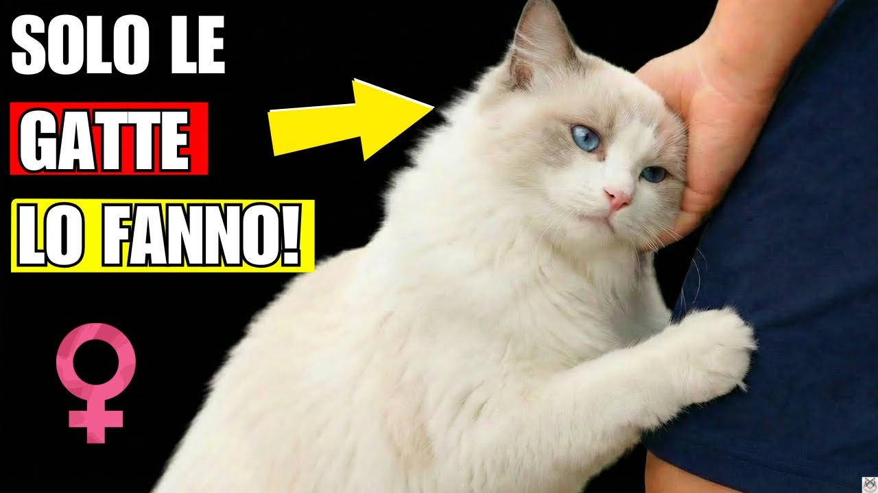 Solo le Gatte Fanno Questo… E Non È un Caso