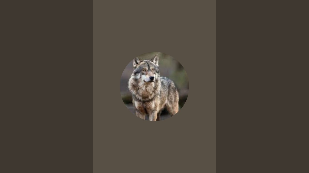 Wild Life Squirrels birds corvish 🐿️🐦‍⬛🐦❤️ enjoy It watching, please like Subcribe 🥰🥰