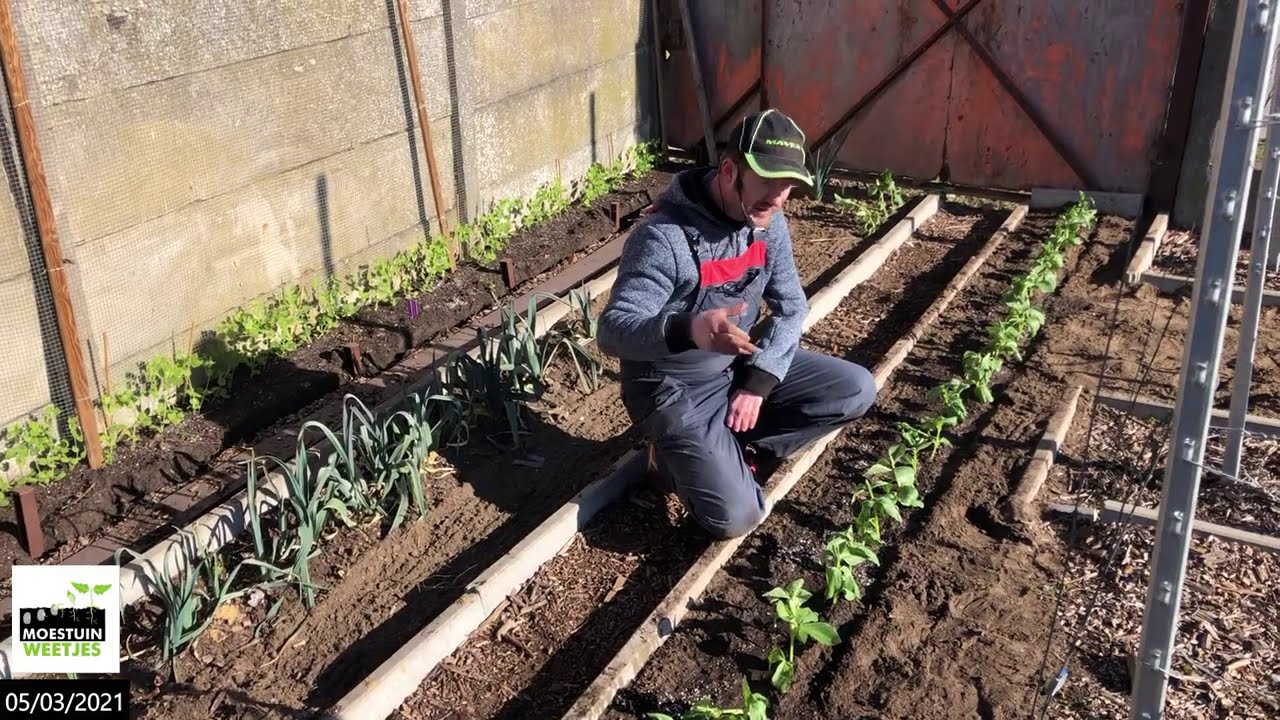 TM21#8 : Tuinbonen uitplanten met Cyriel