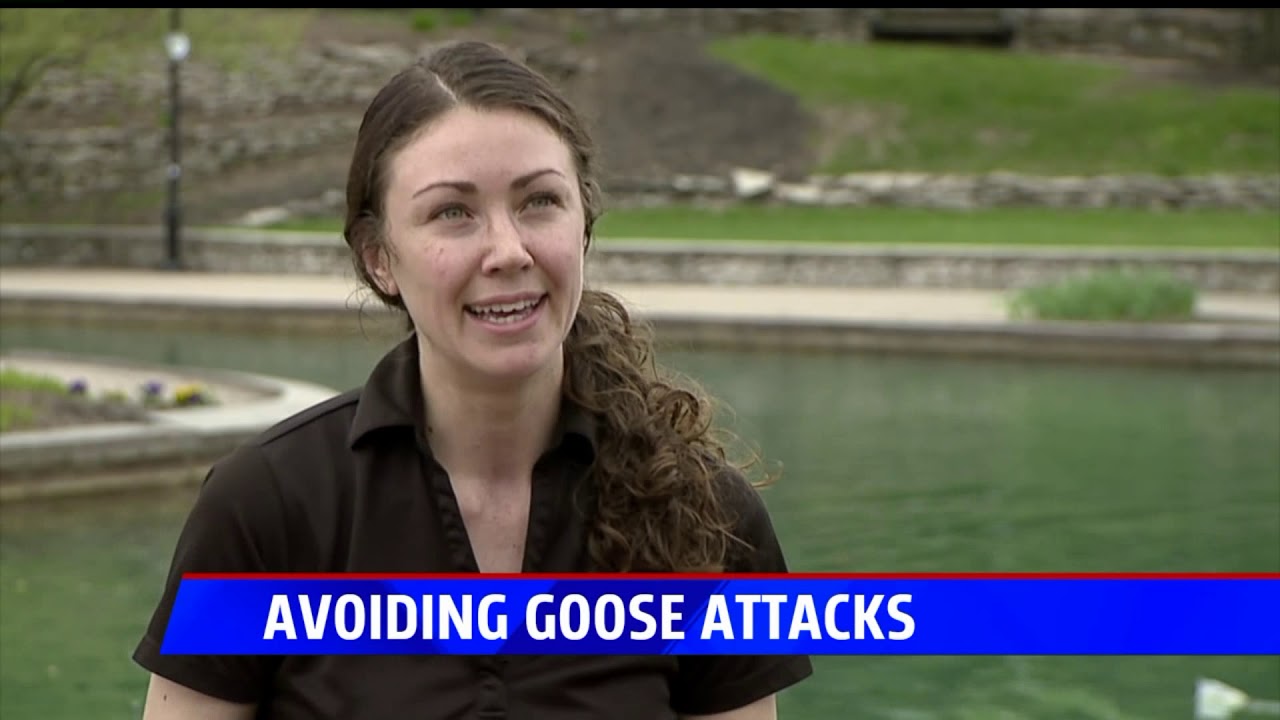 Geese attacks