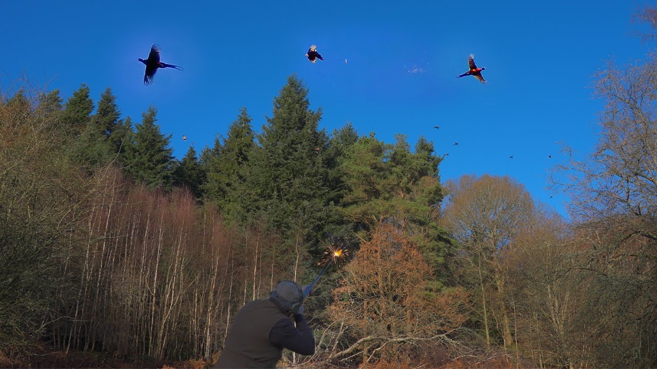 Pheasant Shooting in the Garden of England | Gerwyn Jones | The Shoot | Film Preview