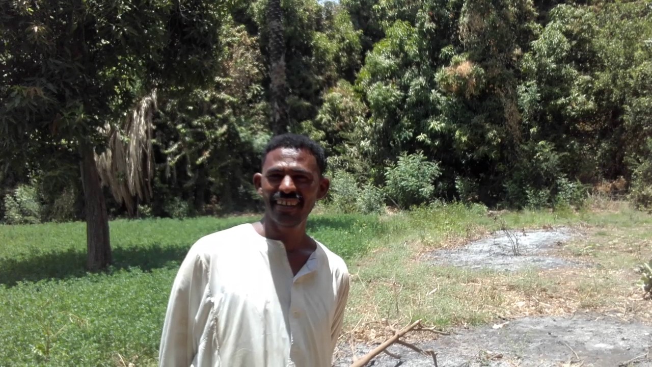 زراعة المانجو في السودان مزرعة مامون محمد بشير مدينة شندي