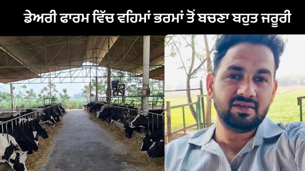 Dairy Farm Da Kauda Sach | Ardaas Farm ਆਲੇ