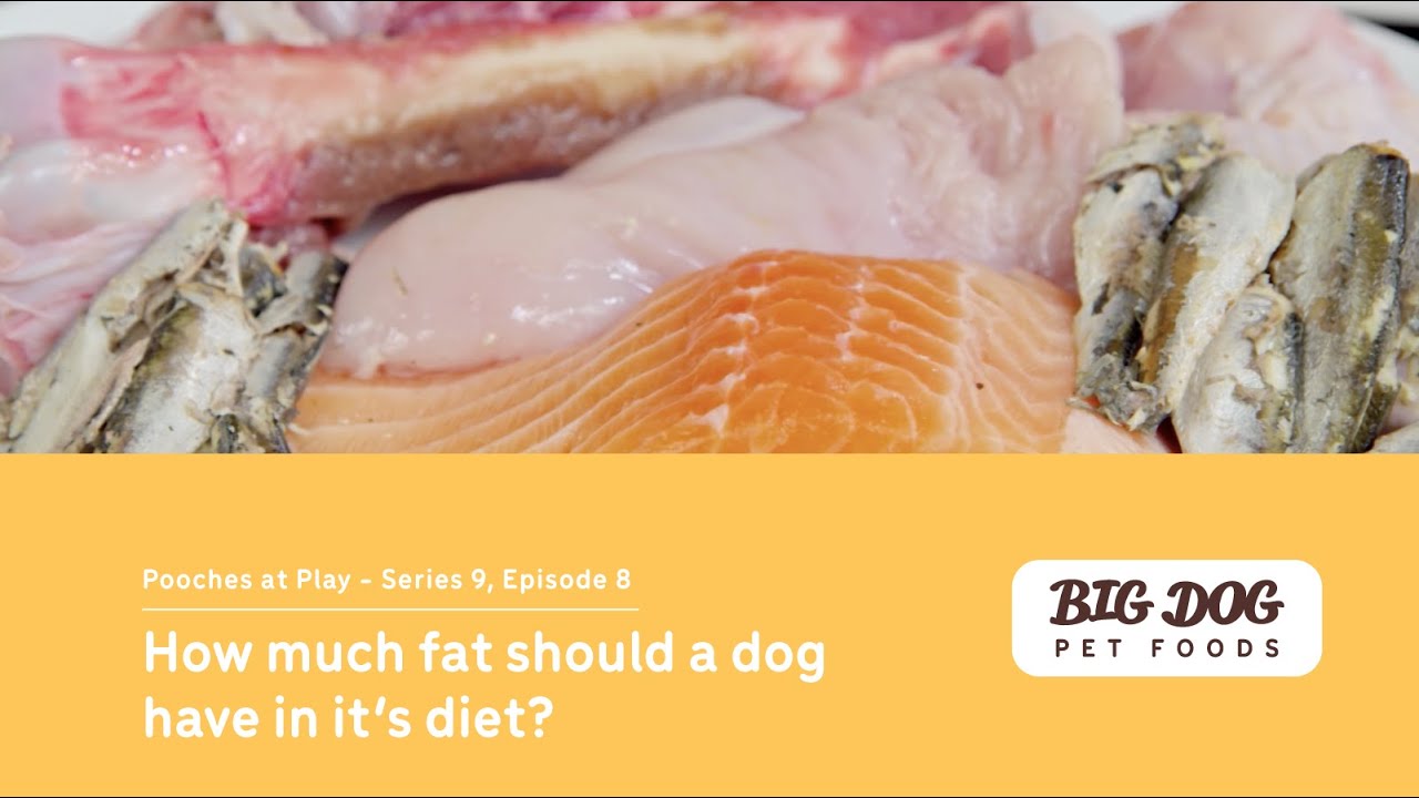 How much fat should a dog have in it's diet?