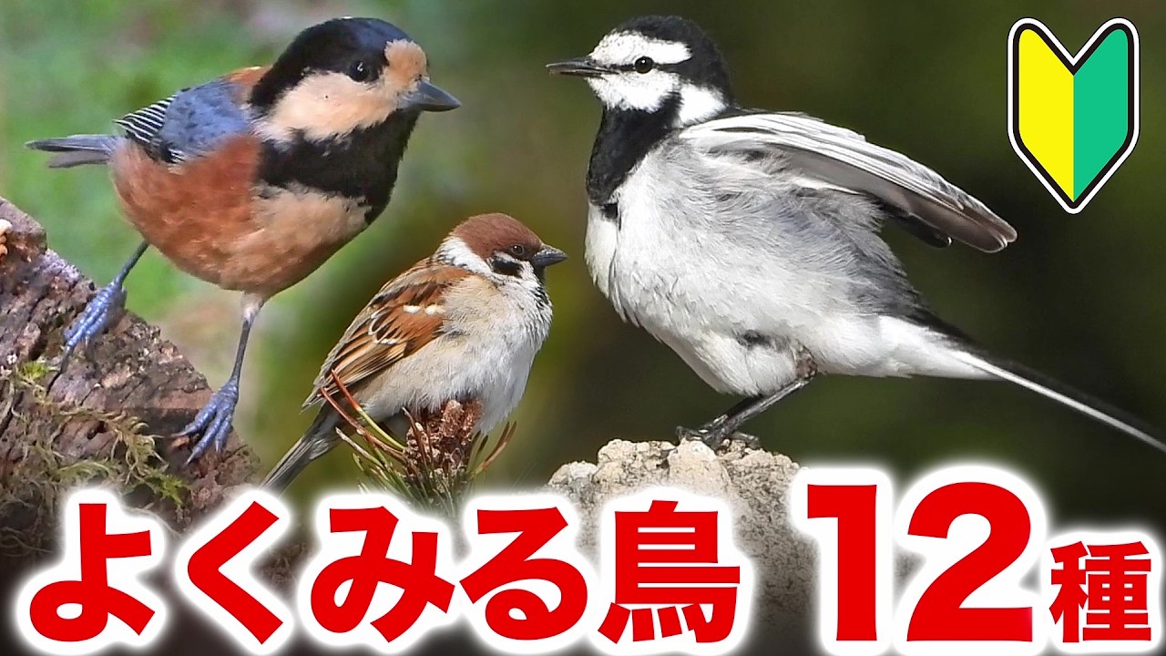 【初心者向け】これは癒される！身近な野鳥たちの魅力を解説します！