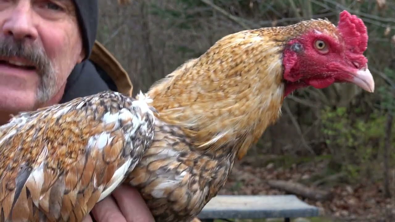 Blue Belgian Giant Liege Fighter *Top Picks* 2024 Season! Aseel Stags ~ Green Fire Farm's Stock