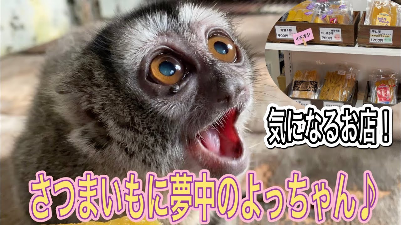 癒しのアイドル・ヨザルのよっちゃん只今さつまいもに夢中です♫よっちゃんも気になるお店にも行ってきました！