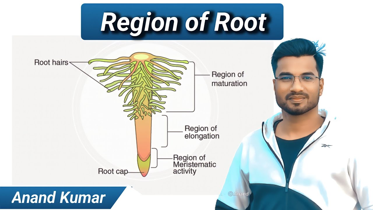 Region of root | Parts of root | जड़ के प्रदेश/क्षेत्र | Class-11 Biology | UNIVERSAL BIOLOGY