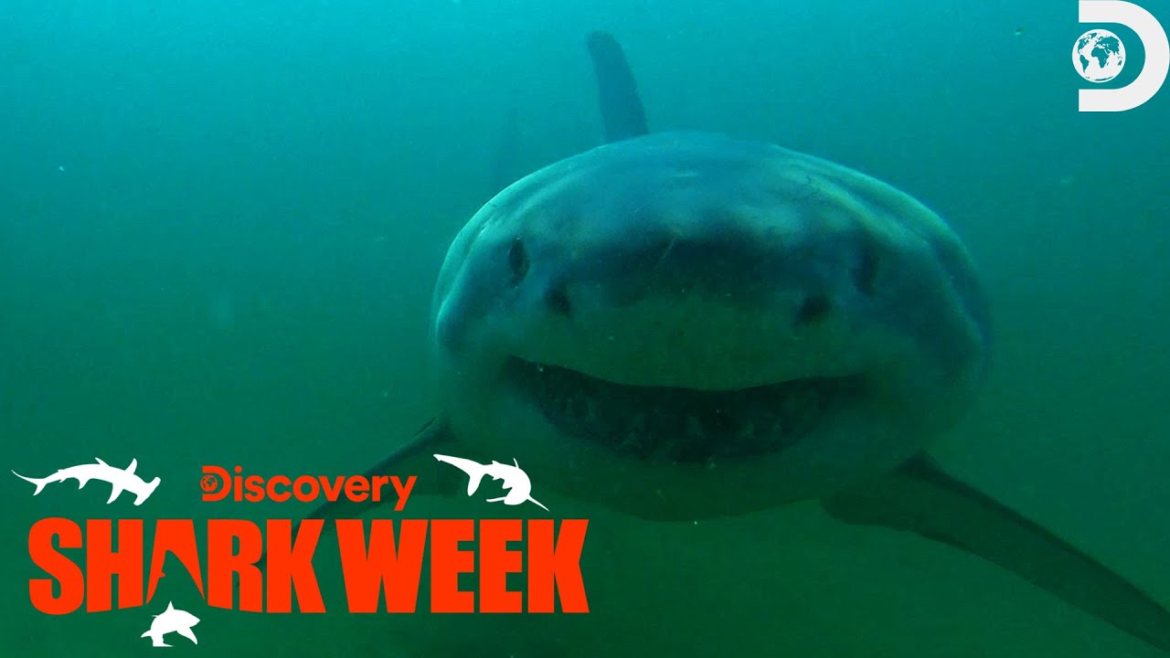 Fatal Great White Shark Attack at Cape Cod! | Shark Week | Discovery
