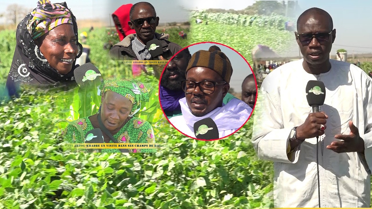 Machalah toli Cheikh Bass Abdou Khadre champs de haricot vert à Pout