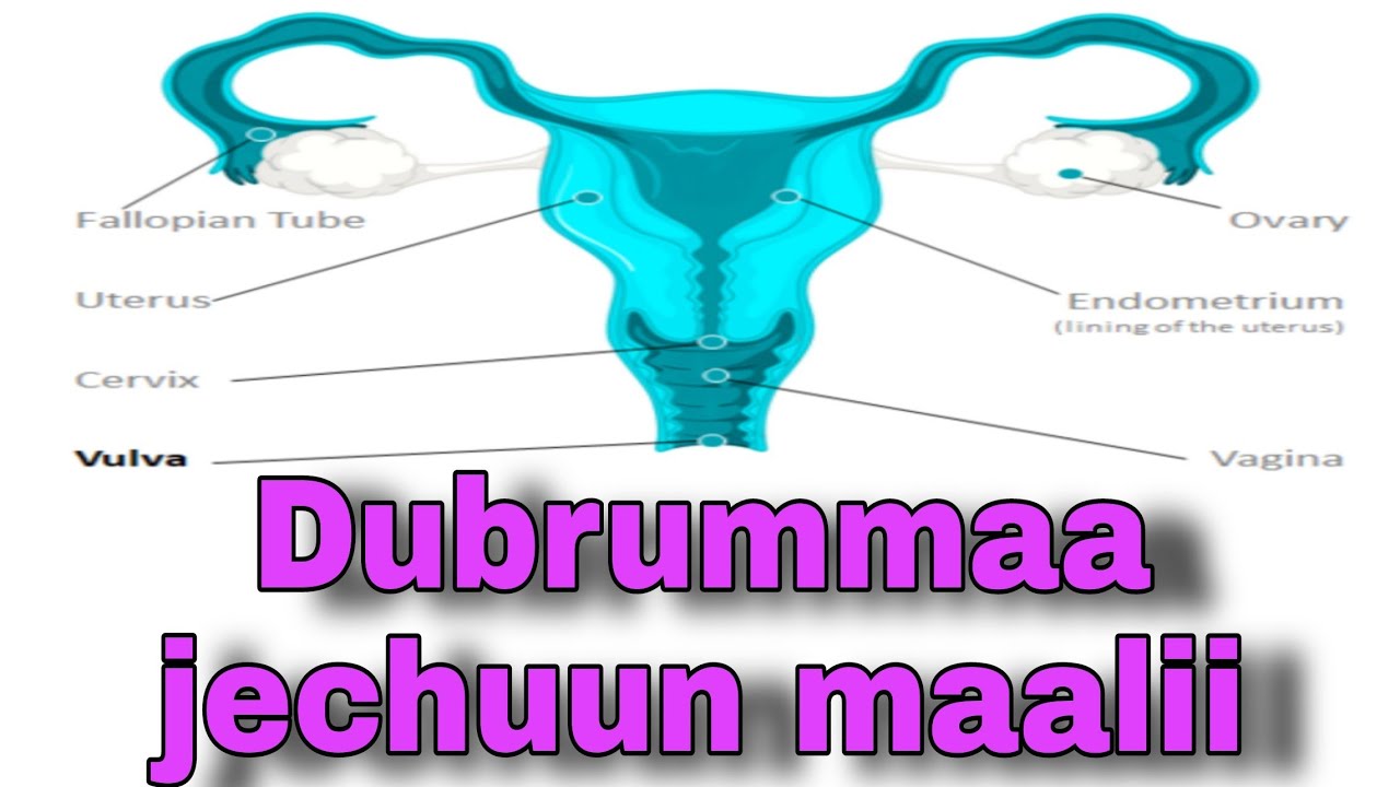Dubrummaan maali