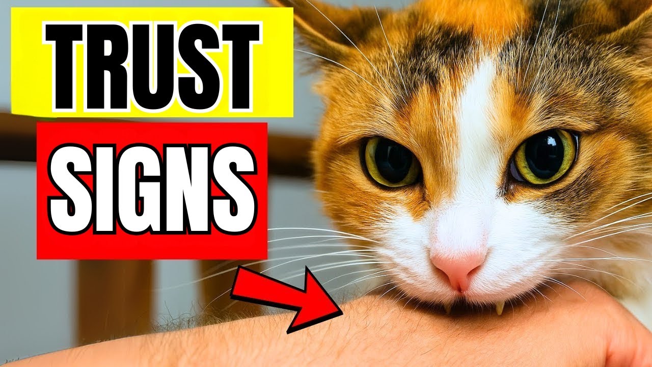 10 Heartwarming Things Cats Do When They Deeply Trust You