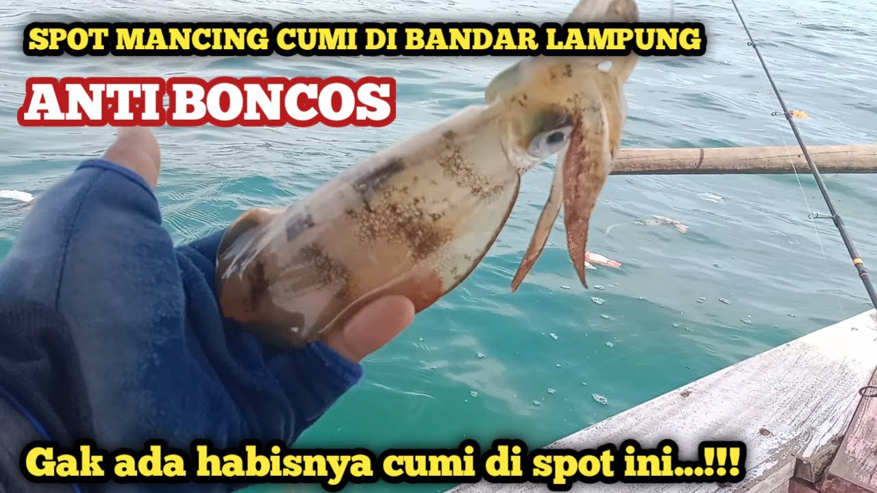 spot mancing cumi di bandar lampung - boleh dicoba spot anti boncos