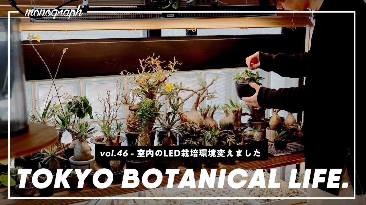 日光要らず！室内でも植物がぐんぐん育つ育成用LEDライト環境を紹介します【TBL46】