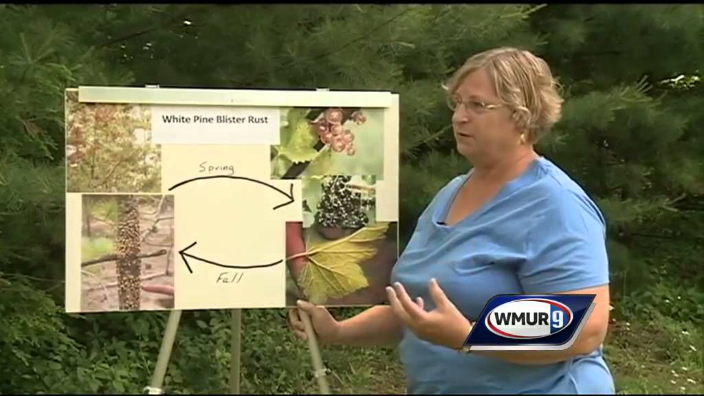Grow it Green: White pine blister rust