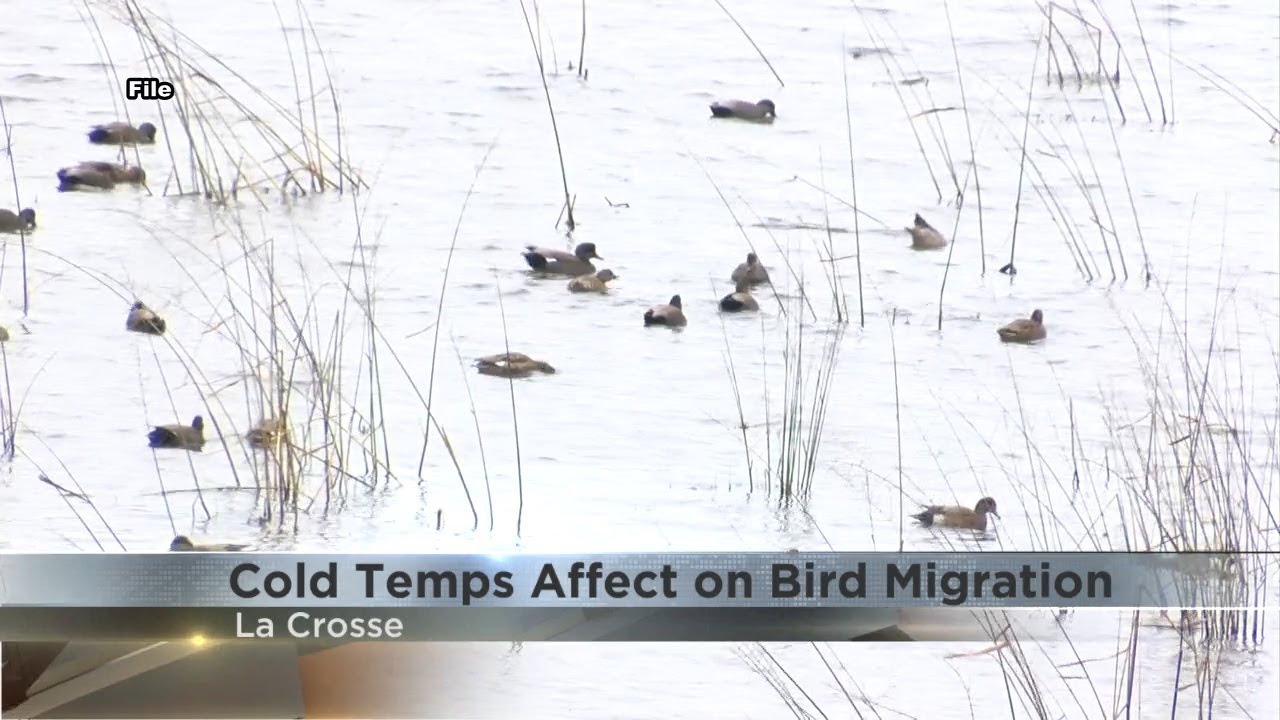 Холодная погода влияет на миграцию птиц.