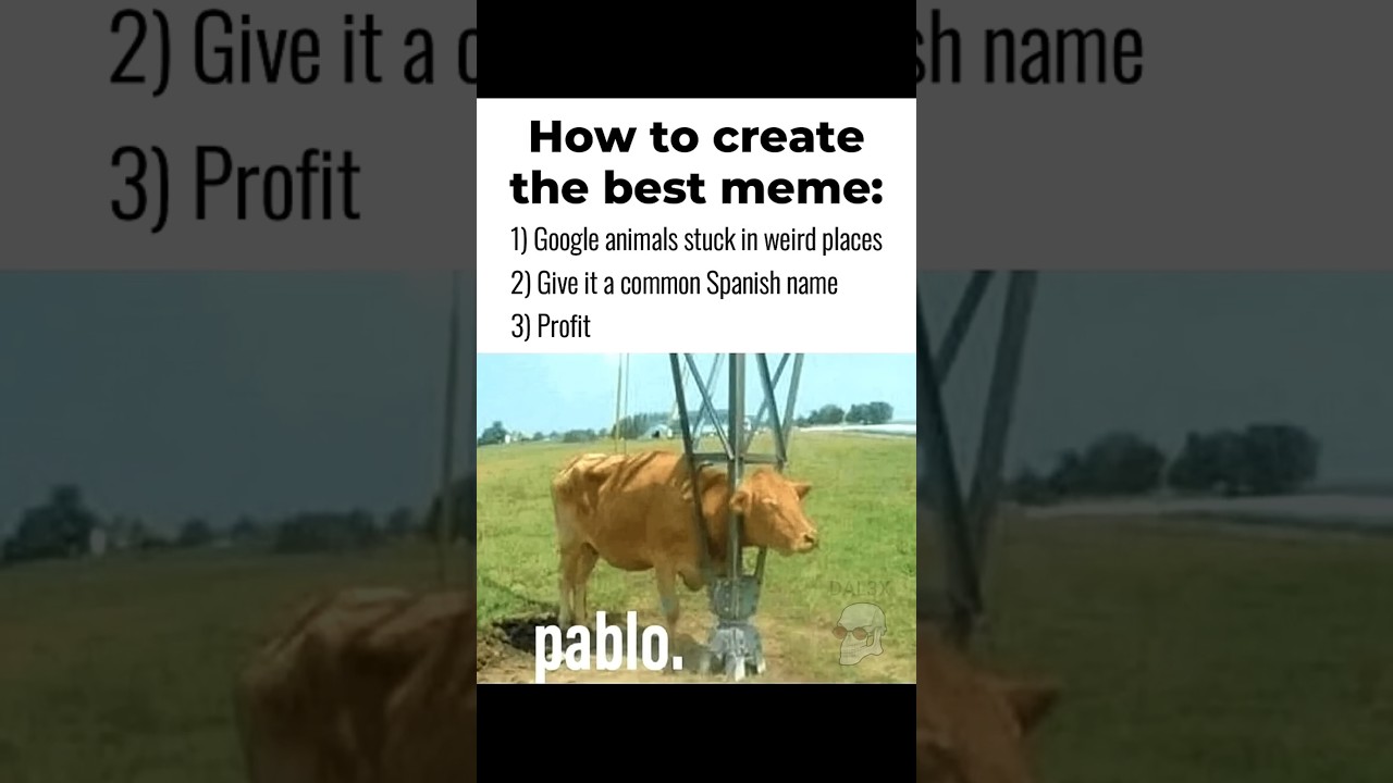 How to create THE BEST MEME