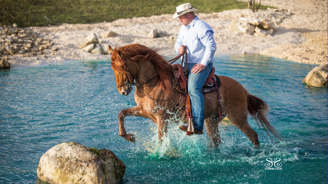 middlefield farm - 2 outstanding trail and show paso fino horses offered