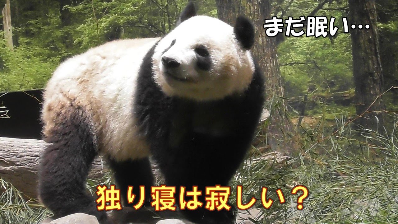 4/23シャオシャオ朝寝坊してぼんやり気味…独りで寝るのは寂しい？giantpanda @tokyo 上野動物園