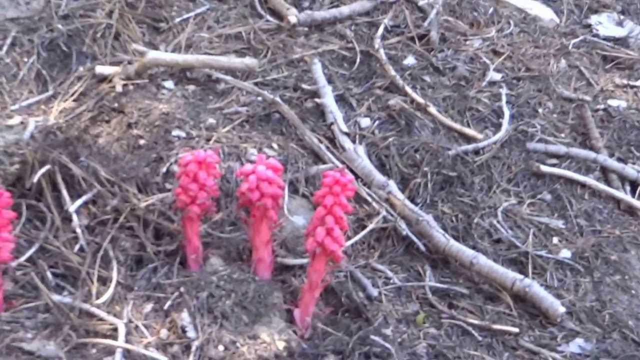 SARCODES (SNOW PLANT) -  (SNOW FLOWER) 06/15/13