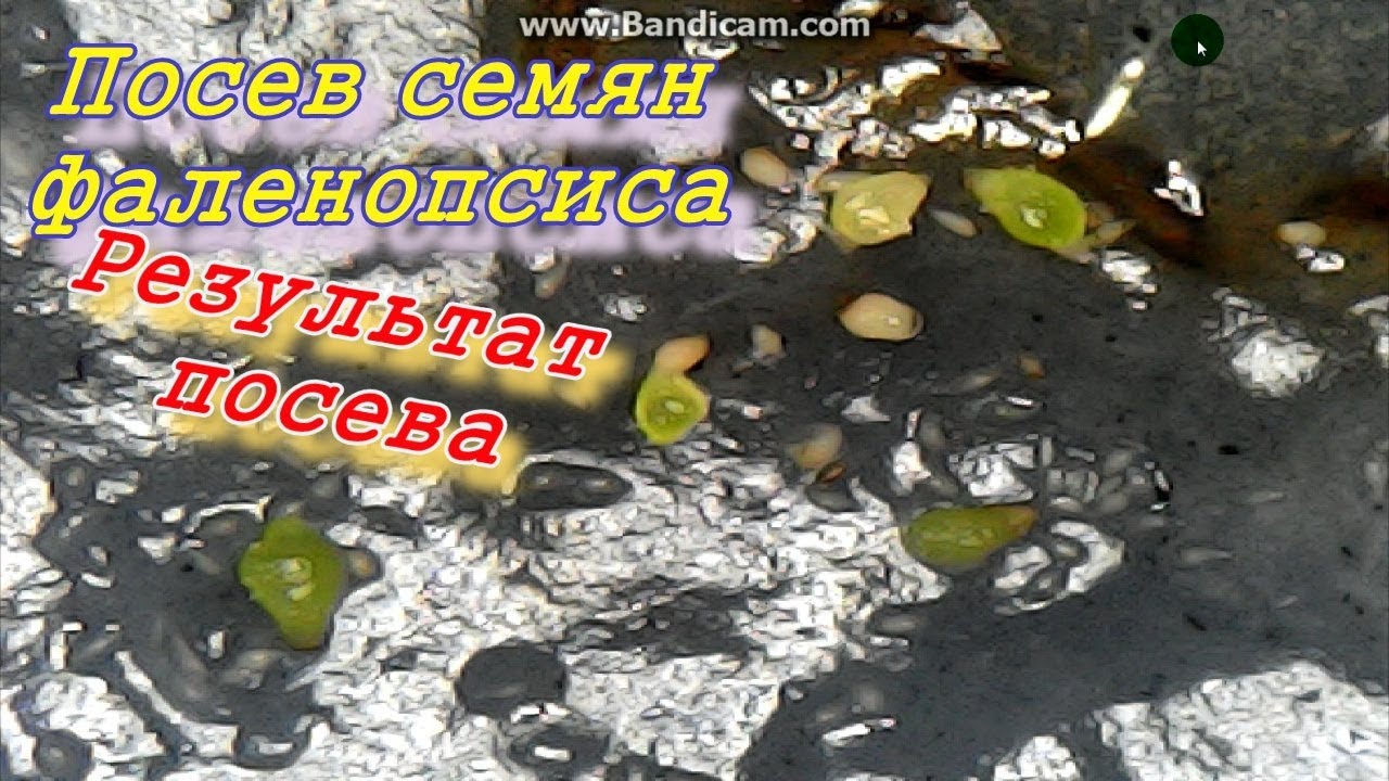 Посев семян орхидей. Результаты посева.
