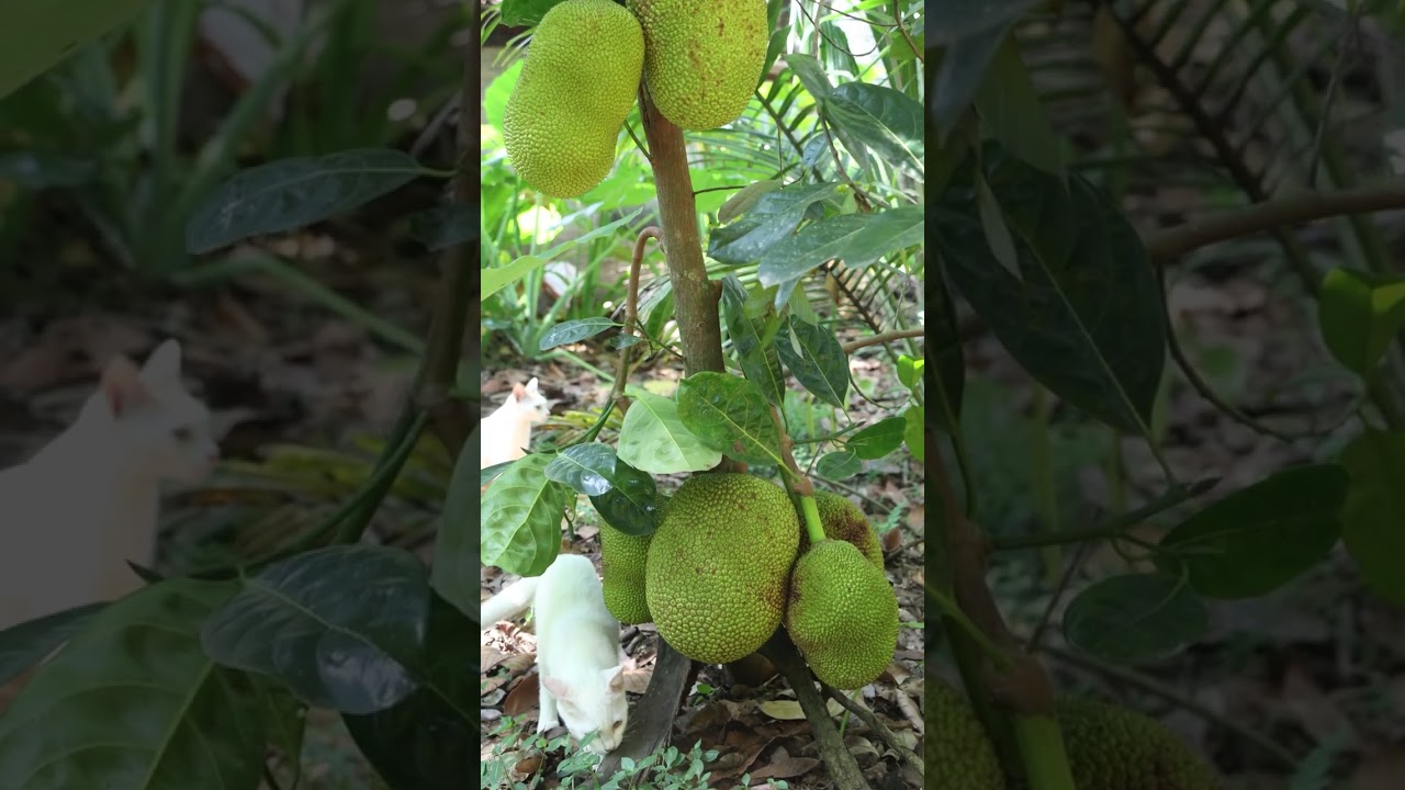 Small jackfruit tree with lot of Jack fruits #fruits #tree #nature