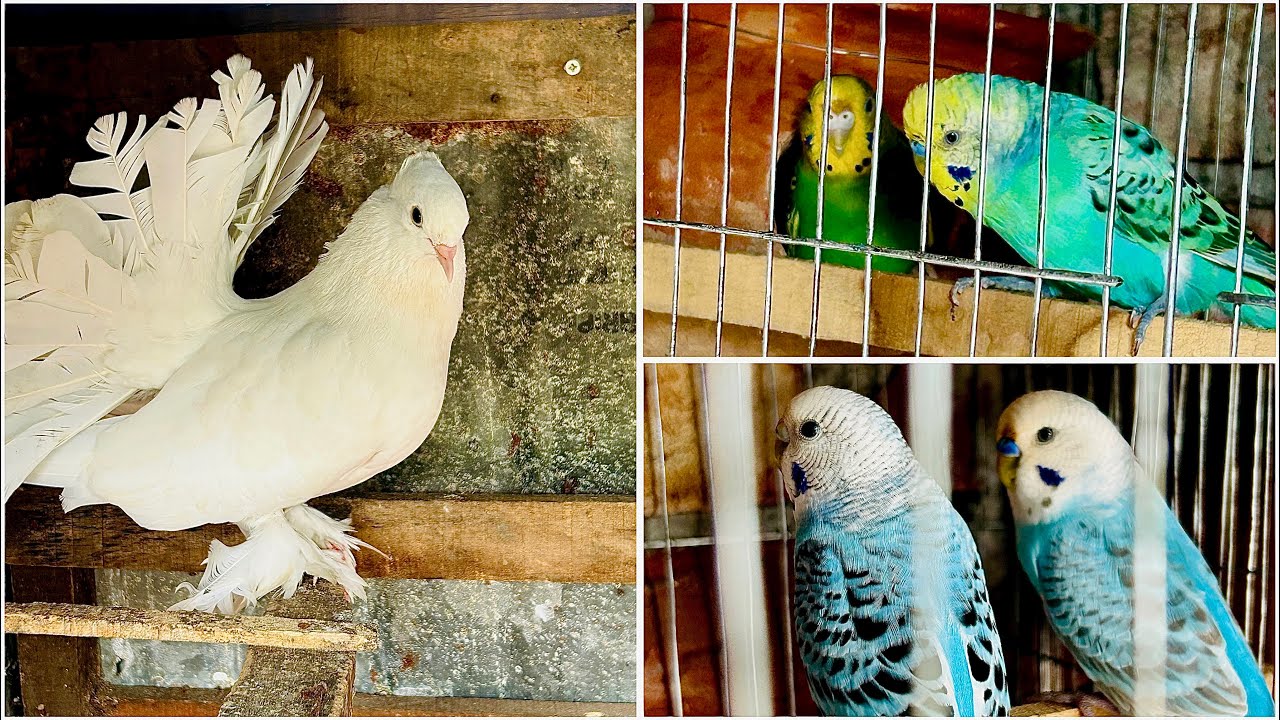 ২ জোরা বাজিগার পাখি কত নিলো ? 2 jora bajigor pakhi koto nilo#birds #pigeon #birdspecies