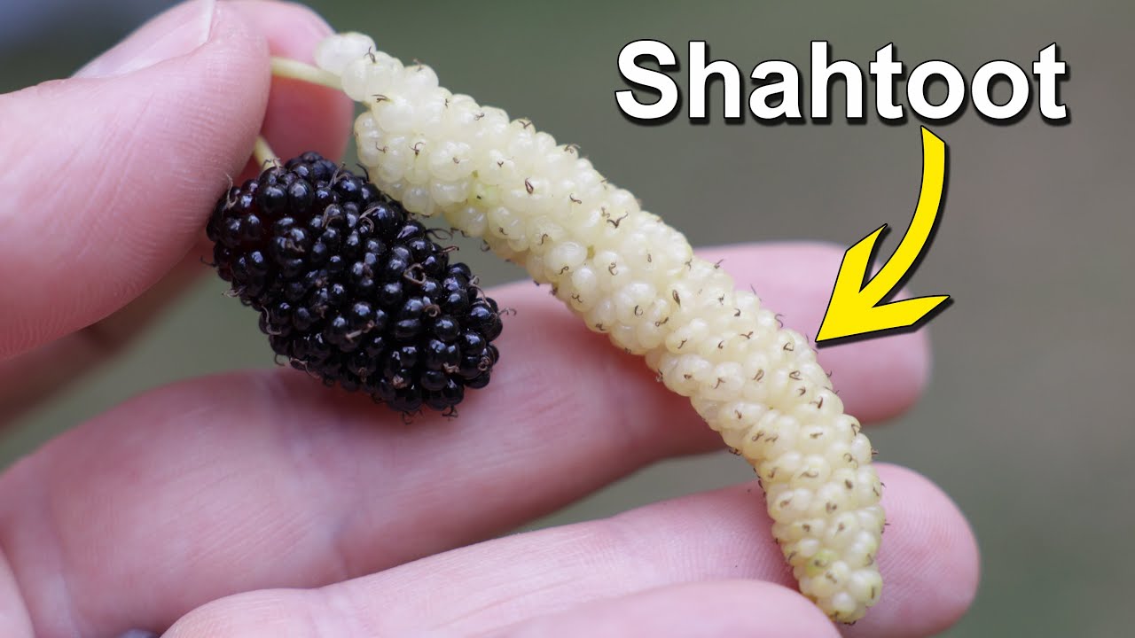 King White vs Black Mulberry Taste Test