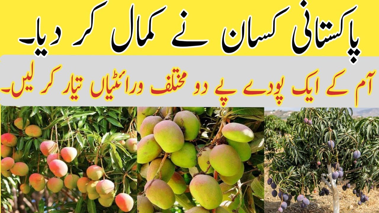 Red sensation and White Chaunsa on the single plant at Ali Tareen Farm