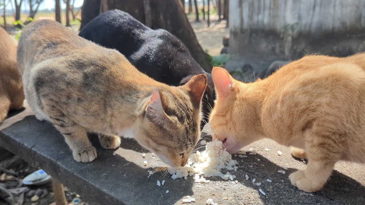 Cats need to play a lot.
