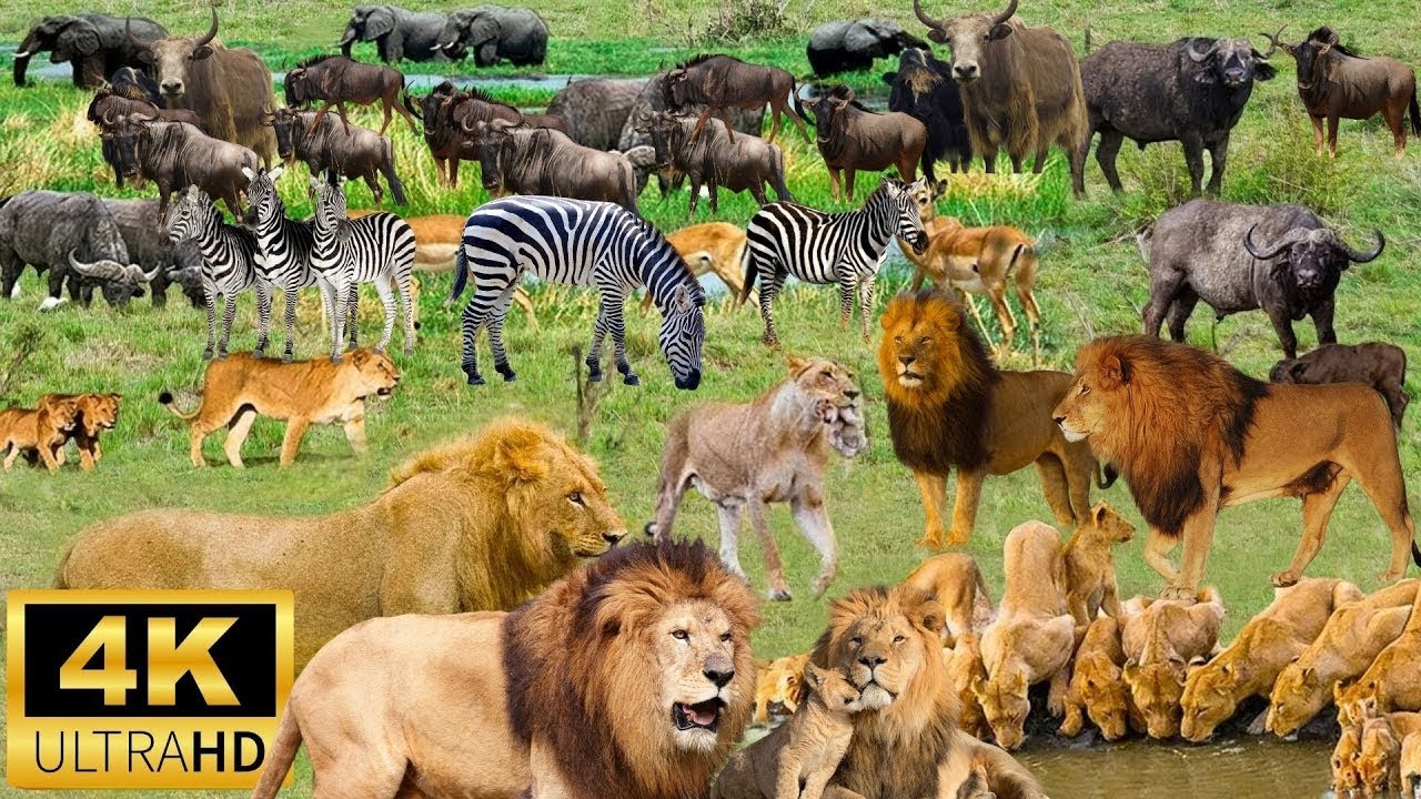4K African Wildlife: Amazing Collection of African wildlife - 12K UHD Animals