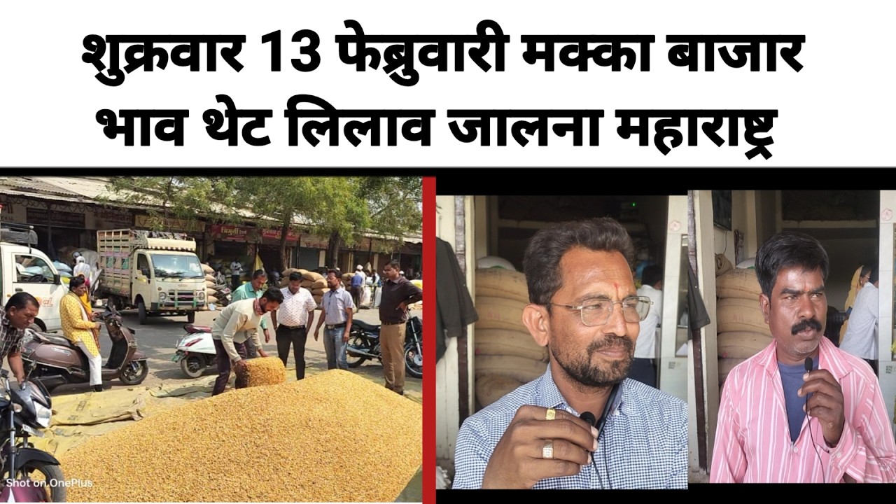 शुक्रवार 13 फेब्रुवारी मक्का बाजार भाव थेट लिलाव जालना महाराष्ट्र || मक्का ला काय मिळतो भाव