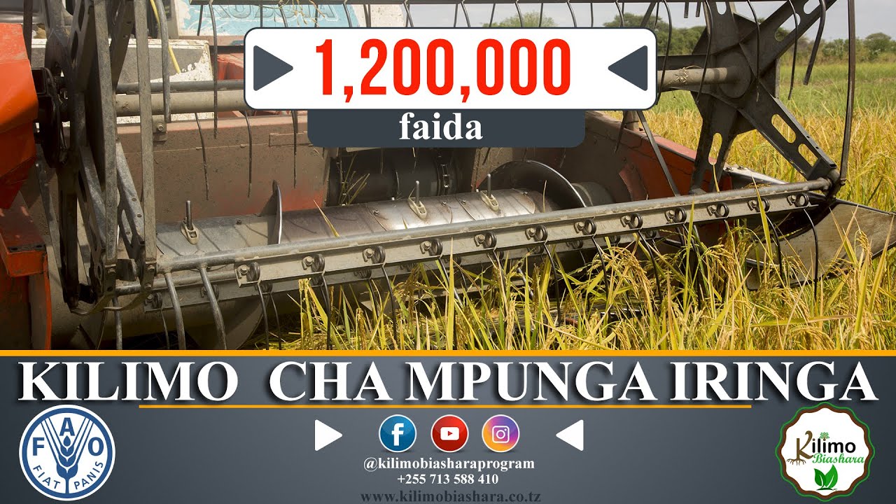 KILIMO CHA MPUNGA IRINGA II