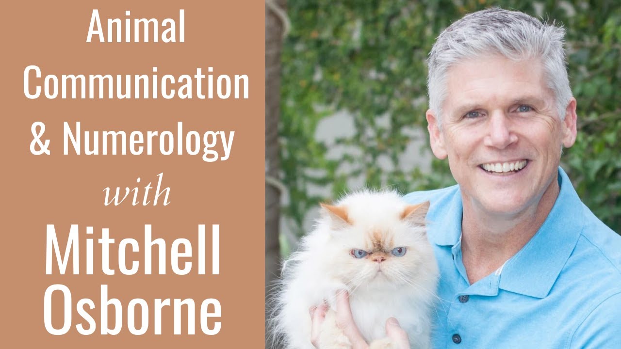 Chatting Tarot, Numerology & Animal Communication with Mitchell Osborne