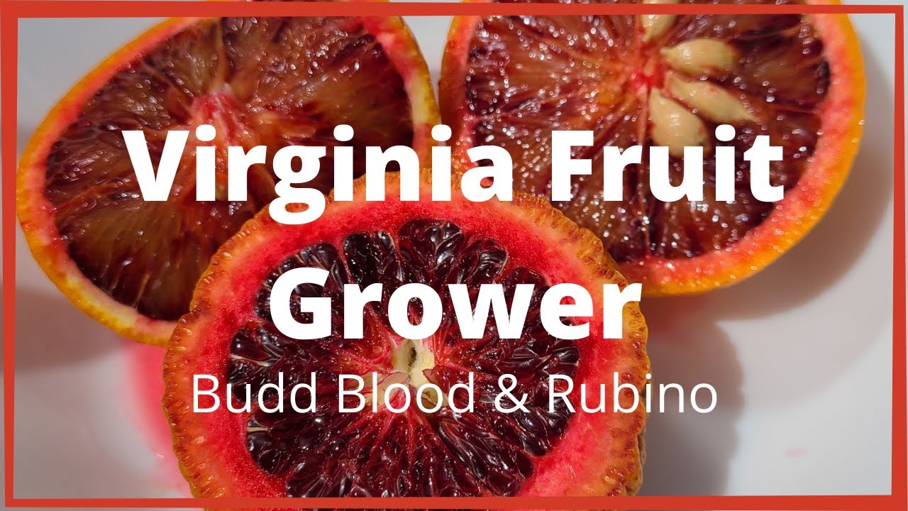 Clementino Rubino, Blood Clementine, Blood Mandarin, Budd Blood orange