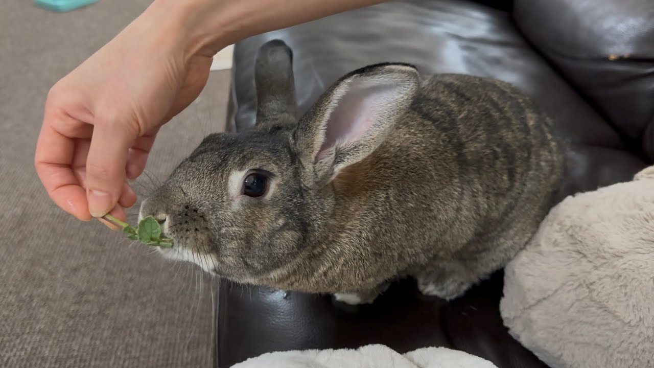 The Moment My Picky Rabbit Changed His Mind!🐰😄