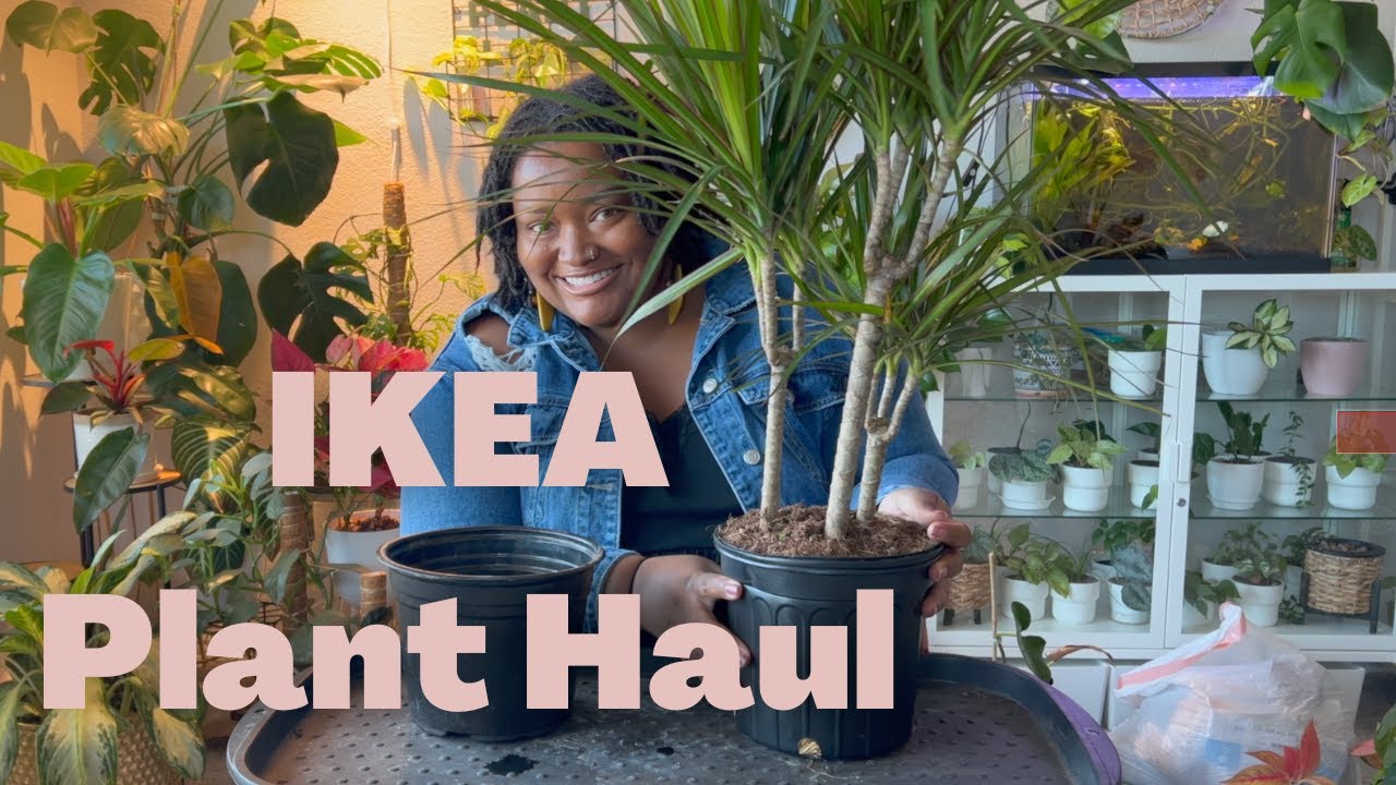 IKEA PLANT HAUL + repotting my Dracaena + Vlogmas 2022