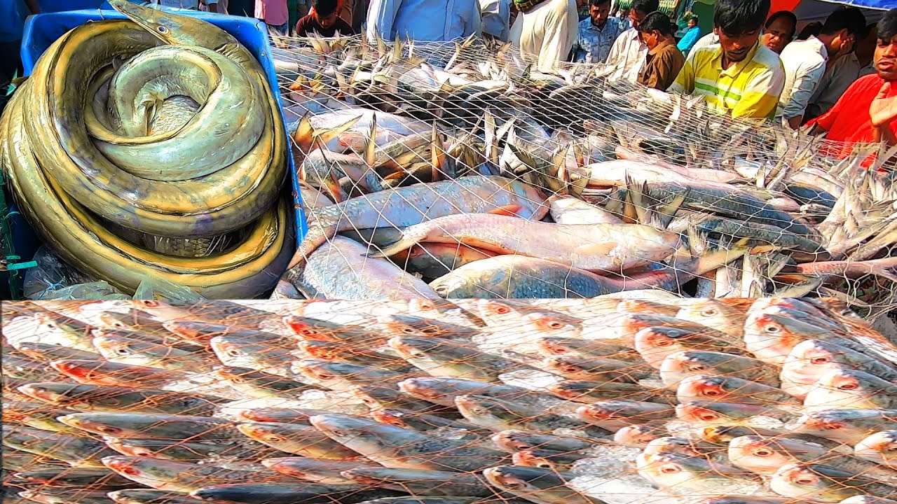 Excellent ! Sea Fish Big Market of Bangladesh Cottogram Fishery ghat